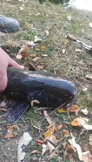 MOOMOO FISHING sur TikTok