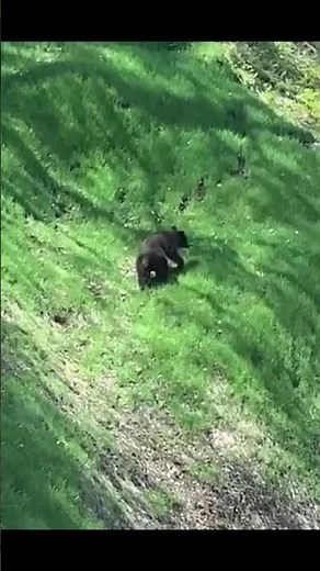 北海道福島町桧倉林道で山菜採りしていたらヒグマに遭遇🐻