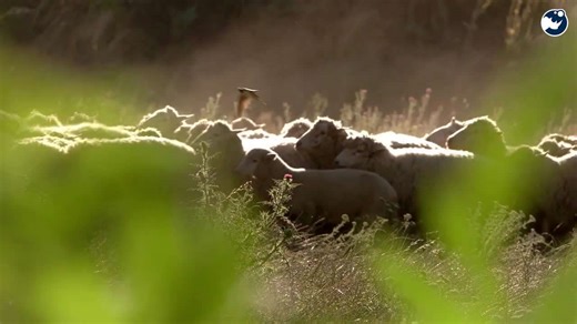 Japan Wildfire Horror — Thousands of Animals Trapped in a Burning Hell