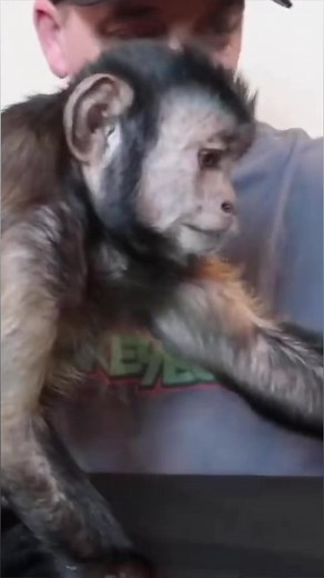 Monkey plays with colorful sand #monkey #playtime #fun #pets | MonkeyBoo