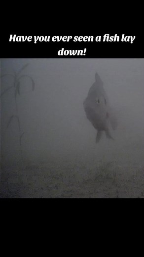 They get tired also! #fishing #fishingaddict #icefishing | TUT Outdoors