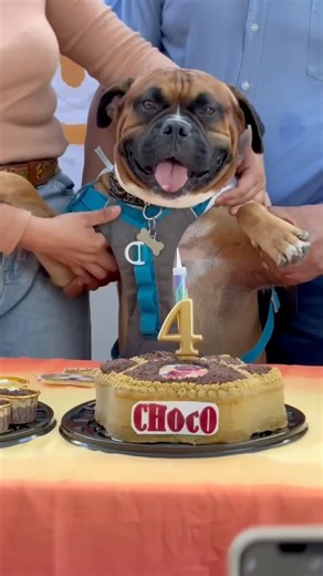 Fiesta Perruna 🐶🥳 mi amigo Chocolate cumplió 4 Años Petit #PetitMascota | Molly Maltipoo