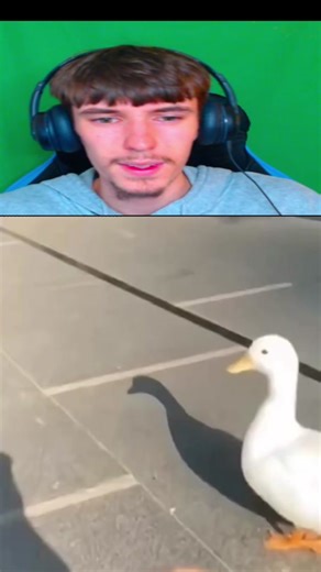 oh it's little ducky #meme #funny #fyp #viraltiktok #duck.