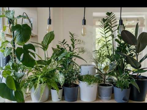 Simple Automatic Plant Watering System at Home | Timer method using Arduino and RTC module