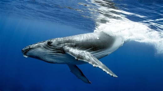 Hear the world's oldest-known recording of whale song