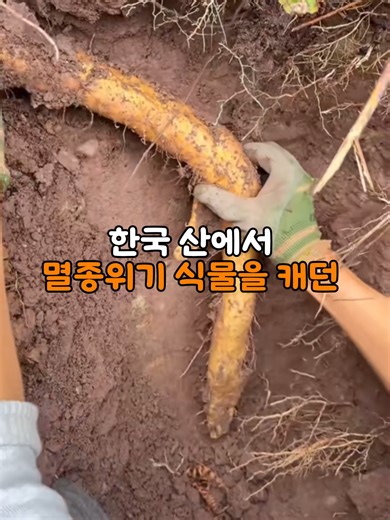중국인들의 충격적인 멸종위기 식물 캐기 사건