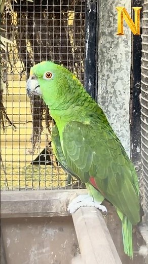 This Amazon Parrot Is Talking 🦜😳