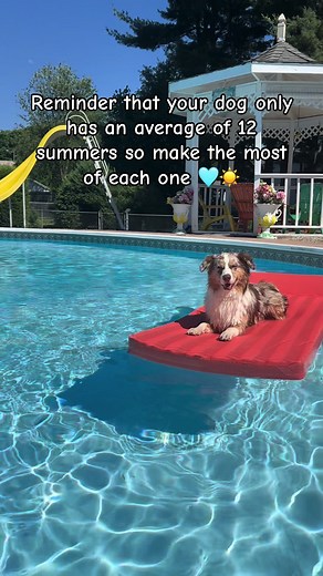 Just a reminder to make the most of your dogs summers as they are limitied 🥺♥️☀️ #dogsoftiktok #dogs #dogtok #dogsummer #dogvideo #dogvideos #cutedog #dogmom #australianshepherd #aussiesdoingthings #aussieshep #aussieshepherd #aussies #aussiesoftiktok #redmerleaussie #redmerle #puppytiktok #petsoftiktok #fyp
