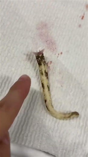 My gecko dropped its tail 😭