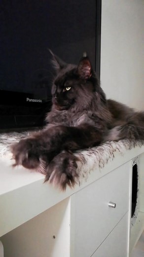 #mainecooncat #blackmainecoon #mainskamyvalikocka #blacksmokemainecoon #mainecoonbarny