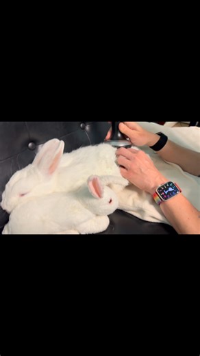 I started a new treatment for my #arthritis called acoustic compression therapy. #bunnies #bunnylove #rabbit | Bernie Bunny