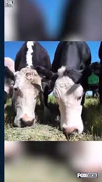 🔬USDA confirms new screwworm cases in Texas.🐛 | FOX 7 Austin