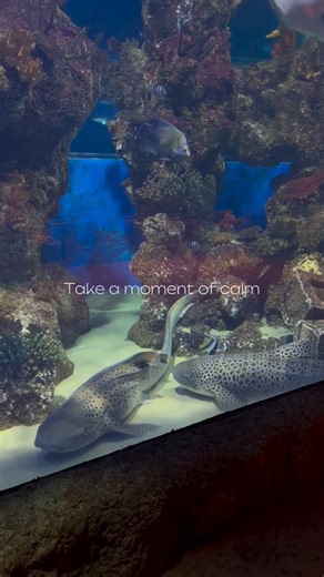 This weather calls for some Aquarium visits ✨🤍 | Malta National Aquarium