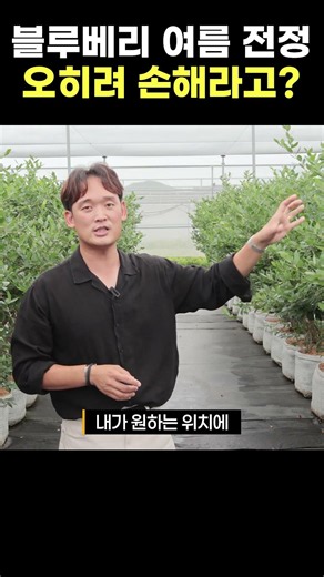 Blueberry Summer Pruning: Actually Hurting Your Harvest? Why You Shouldn't Just Cut Leaves and St...