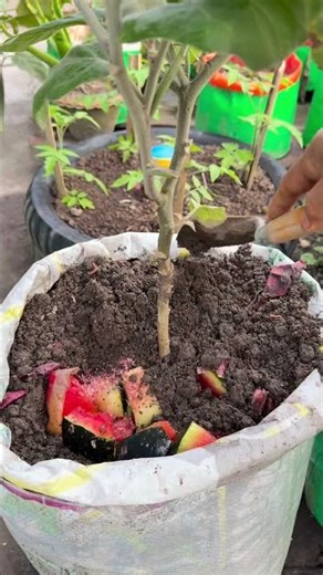 Growing eggplant from fruit skin as natural compost fertilizer #eggplant #plants #nature #flowers