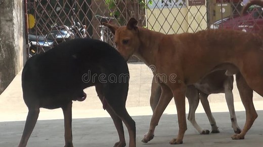 Dog animal mating stock footage. Video of white, outdoor - 108874090