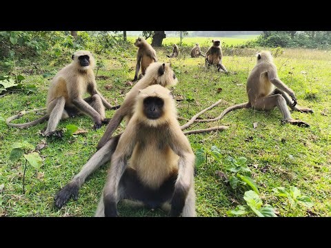Playful Hanumans Having Fun in the Jungle | Cute Monkey Moments