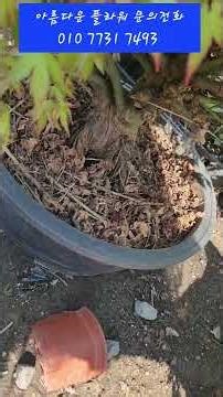 Maple bonsai, maple tree, beautiful flowers