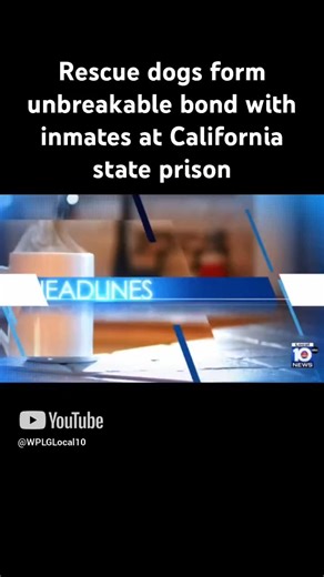 2.8K views · 14 reactions | A group of rescue dogs works with the incarcerated at a California state prison. And along the way, an unbreakable bond is formed within the walls of the prison. | WPLG Local 10 | Facebook