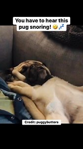 30K views · 1.2K reactions | You have to hear this pug snoring! 藍 instagram.com/puggybutters #itsapugthing #pug #dog | It's a Pug Thing | Facebook