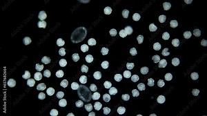 Worm larvae Ophelia limacina under microscope, Opheliidae family, class Polychaeta. At ate gastrula and early trochophore stages. White Sea