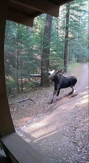 ¡Alce sale corriendo asustado! 😱🦌😂