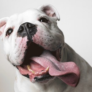 Can you help us? Instagram recently "disappeared" Modern Dog’s Instagram account, soooo we’ve started a new one! Help us by being one of our first followers. If you love seeing adorable/funny dog content in your Instagram feed, @modern_dog_mag is where it's at! We'll be sharing daily smiles, IG exclusive giveaways (enter now, your odds are really good!), heartwarming dog stories, and so much more! PLUS: if you tag us in dog photos or videos, your #moderndog could get featured in our feed! 🐶🐾 C