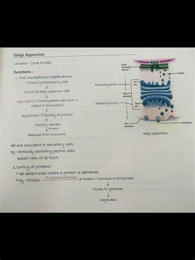 Golgi Apparatus made easy | Protein modification, sorting & secretion | Cell biology quick revision📚