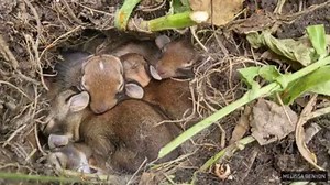 9.6K views · 104 reactions | Quick — how do you tell a bunny from a hare? Read more: www.cbc.ca/1.4659159 | CBC Calgary | Facebook