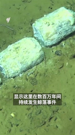 澳洲附近海域发现世界最大鲸鱼“墓地”，最古老化石已有530万年历史|SBS中文