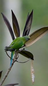 27K views · 618 reactions | Morning melodies in the Nelliyampathi hills. A plum-headed parakeet greets the day, foraging amidst the evergreen beauty #FaisalMagnet #reelsviralシ #reelsfbシ #wildlifeplanet #nikonindiaofficial #nelliyampathy #nature #birds | Faisal Magnet | Facebook