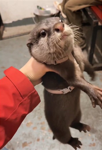 Adorable Great Pyrenees Moments with Otters