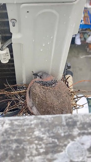 22K views · 1K reactions | The grateful bird’s journey home #fyp #bird #animals #heartwarming #Love #cute #pet | Loveanimals69 | Facebook