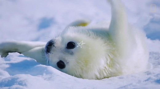 Adorable Harp Seal Pups: A Fascinating Look into Seal Life