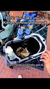 250K views · 4.2K reactions | @ibiyaya_pet seriously these pet strollers are the nicest strollers I’ve ever seen!  If you guys want to go check these out make sure to go check my LINK TREE in my bio❤️ #pov #ibiyaya #petstroller #cats #reels | Jackson Marz | Facebook