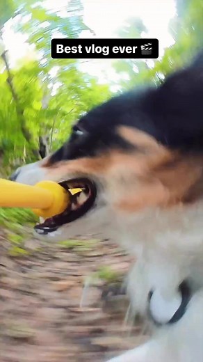 Elevate Your Dog's Vlogs with Insta360 GO 3 | Behind the Scenes