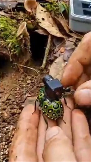 POV: Camera Mounted on a Picasso Bug Exploring a Massive Underground Colony#shorts