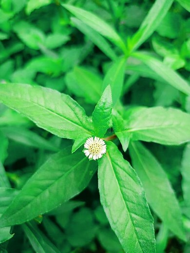 3.3K views · 86 reactions | Traditional Medicinal Uses 101: False Daisy | The Weeds and Seeds Guy | Facebook