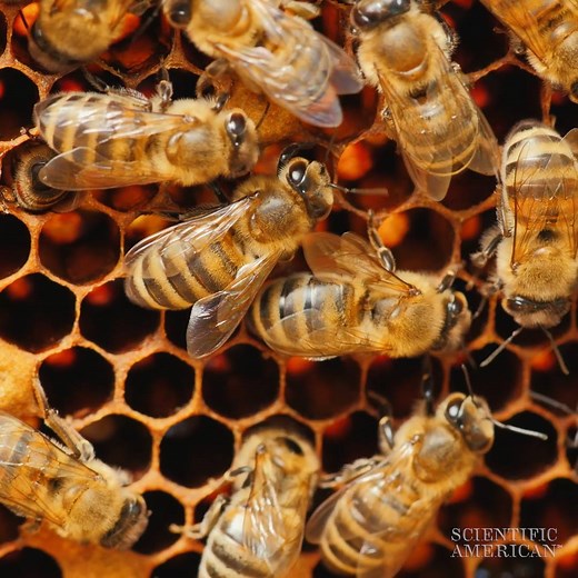 Drone bees don’t have fathers, but they still have family. Chromosomes are the key to understanding the buzz around a bee’s parents. | Scientific American