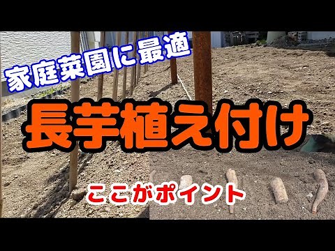【長芋栽培】家庭菜園での最適植え付けと栽培法