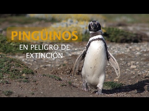 Penguins in Danger of Extinction