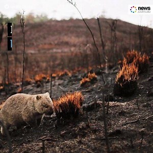15K views · 599 reactions | Wombats have become accidental heroes during our devastating bushfire crisis.  | News.com.au | Facebook