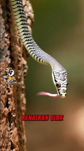Flying Snake of Paradise: The Natural Wonder of Indonesia That Will Fascinate You! 🐍✨ #faktaunik
