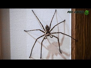 Rain Spider in the Garden Route: Nature’s Pest Controller | Pest Control Excellence