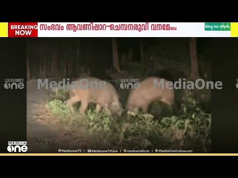 'ഇതൊക്കെ ഒരു രസ്സമല്ലേ ചേട്ടാ...'പത്തനംതിട്ട ആവണിപ്പാറയിൽ മ്ലാവുകൾ കൊമ്പുകോർക്കുന്ന ദൃശ്യങ്ങൾ