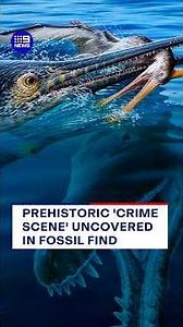 Prehistoric ‘crime scene’ uncovered in fossil find | 9 News Australia
