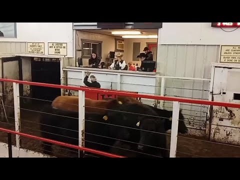 World Livestock Auctioneer Champion Lanny Ireland! Selling our cattle!