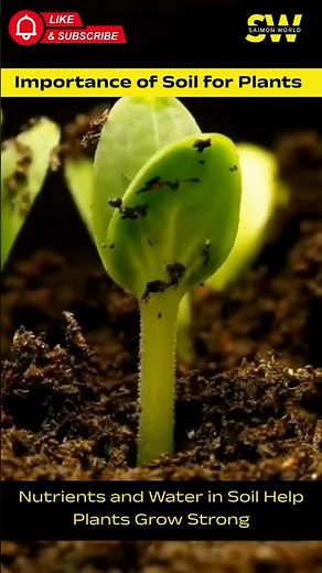 The way soil delivers "food" (nutrients) to plants