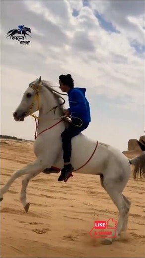 Looking at this Arabian horse feels like watching a 3D game #horse #horseriding