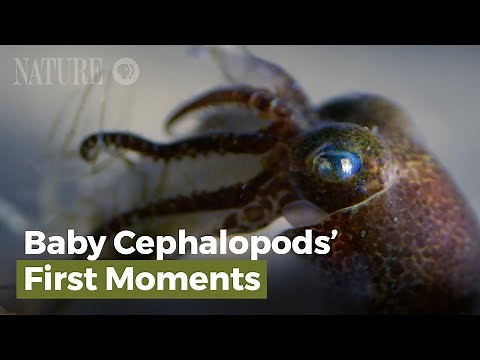 Baby Cephalopods' First Moments